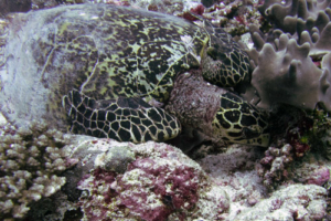 Tschipo, hawksbill, adopted for Manuel by Corinne Ehrsam Hawksbill turtle foraging for sponges, Hithadhoo West, Laamu Atoll, Maldives. Image. . Image.