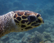 Hawksbill turtle, Kuredu Express, Lhaviyani Atoll, Maldives. Image.