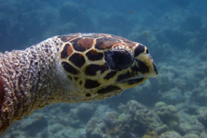 Annik, hawksbill, adopted for Annik by Chantal Sonder. Hawksbill turtle, Kuredu Express, Lhaviyani Atoll, Maldives. Image.