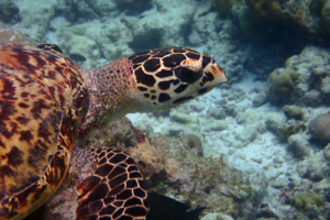 Chas The Golden Gymnast, hawksbill, adopted for Chas by Peter John Elliff. Hawksbill, Kuredu Express, Lhaviyani Atoll, Maldives. Image.