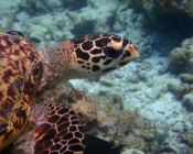 Hawksbill, Kuredu Express, Lhaviyani Atoll, Maldives. Image.
