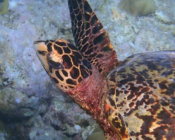Hawksbjll turtle, Fushi Sandbank, Lhaviyani Atoll, Maldives. Image.