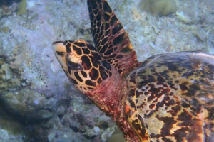 Oscar, hawksbill, adopted for Johan. Hawksbjll turtle, Fushi Sandbank, Lhaviyani Atoll, Maldives. Image.