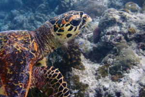 BeLu, hawksbill, adopted by Daniel. Hawksbill, Fushi Sandbank, Lhaviyani Atoll, Maldives. I mage.