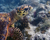 Hawksbill, Fushi Sandbank, Lhaviyani Atoll, Maldives. I mage.