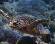Hawksbill turtle, Kukulhu, Lhaviyani Atoll, Maldives. Image.