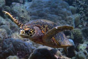 Lhaviyani, hawksbill, adopted for Elliot. Hawksbill turtle, Kukulhu, Lhaviyani Atoll, Maldives. Image.