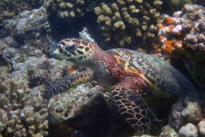 Honeydew, hawksbill, adopted by Goran for Jelena Hawksbill, Reethi Faru, Lhaviyani Atoll, Maldives. Image.