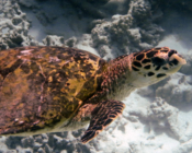 Hawksbill turtle, Hondelaa Faru, Laamu Atoll, Maldives. Image.