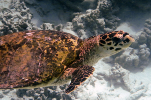 Sebastian, hawksbill, adopted. Hawksbill turtle, Hondelaa Faru, Laamu Atoll, Maldives. Image.