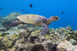 Babs, hawksbill, adopted for Barbara Hawksbill turtle, Makunudhoo, North Malé Atoll, Maldivess. Image.