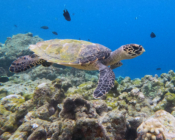 Hawksbill turtle, Makunudhoo, North Malé Atoll, Maldivess. Image.