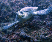 Hawksbill turtle with flippers spread out, swminning towrds camera,, Zafari, Lhaviyani, Maldives. Image.