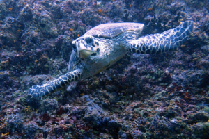 Tiger Lily, Hawksbill, adopted by Sharon Godding-Povey Hawksbill turtle with flippers spread out, swminning towrds camera,, Zafari, Lhaviyani, Maldives. Image.