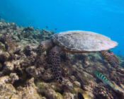 Hawksbill turtle, foraging on coral reef, Makunudhoo Reef, North Malé, Maldives. Image.