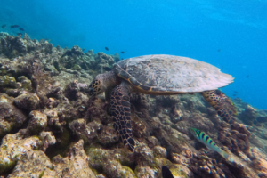 FynnLouis, hawksbill, adopted by Carole Hawksbill turtle, foraging on coral reef, Makunudhoo Reef, North Malé, Maldives. Image.