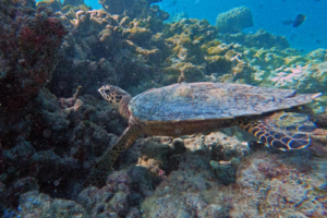 Ploy, hawksbill, adopted by Andreas Semmelmann and Ballhaus-Hofheim UG Hawksbill turtle, foraging on coral reef, Makunudhoo Reef, North Malé Atoll, Maldives. Image.