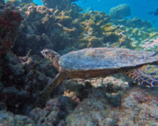 Hawksbill turtle, foraging on coral reef, Makunudhoo Reef, North Malé Atoll, Maldives. Image.