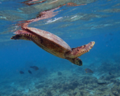 Hawksbill turtle diving in the blue, Bandos Housereef, North Malé Atoll, Maldives. Image.