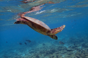 Lili, hawksbill, adopted for Alba by David Hawksbill turtle diving in the blue, Bandos Housereef, North Malé Atoll, Maldives. Image.