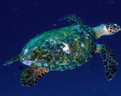 Hawksbill turtle, Rah Mathi Haa, Laamu Atoll, Maldives. Image.