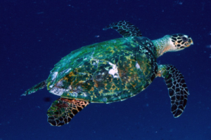 Potato, hawksbill, adopted for Fathmath by Fathimath Lamaan. Hawksbill turtle, Rah Mathi Haa, Laamu Atoll, Maldives. Image.