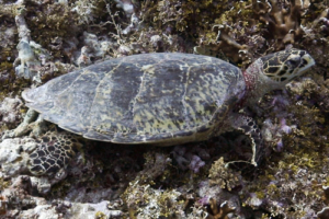 Maximus, hawksbill, adopted for Mac by Alexandra Hawksbill turtle on coral reef, Kurethi, Laamu Atoll, Maldives. Image.