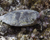 Hawksbill turtle on coral reef, Kurethi, Laamu Atoll, Maldives. Image.