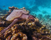 Hawksbill turtle, Makunudhoo Reef, North Malé Atoll, Maldives . Image.