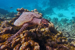 Holly, hawksbill, adopted Hawksbill turtle, Makunudhoo Reef, North Malé Atoll, Maldives . Image.