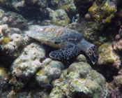 Hawksbill turtle, Makunudhoo, North Malé Atoll, Maldives. Image.