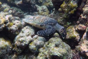 Morla, hawksbill, adopted Hawksbill turtle, Makunudhoo, North Malé Atoll, Maldives. Image.