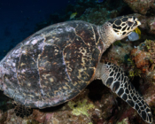 Hawksbill turtle, Hithadhoo West, Laamu Atoll, Maldives. Image.