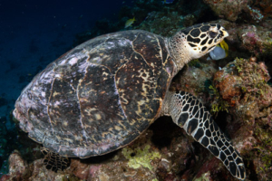 Ingrid, hawksbill, adopted for Ingrid by Barbara Vassalli. Hawksbill turtle, Hithadhoo West, Laamu Atoll, Maldives. Image.