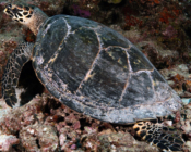 Hawksbill, Hithadhoo West, Laamu Atoll, Maldives. Image.