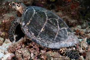 PotP, adopted by Jonathan Baines. Hawksbill, Hithadhoo West, Laamu Atoll, Maldives. Image.