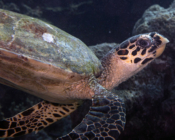 Hawksbill turtle, Haleema Haa, Laamu Atoll, Maldives. Image.