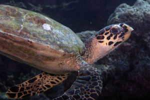 Rachel Horwood, hawksbill, adopted Hawksbill turtle, Haleema Haa, Laamu Atoll, Maldives. Image.