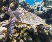 Name and Adopt a Turtle. Image.