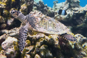 Hermione, hawksbill, adopted for Hermione by Peter Knowles. Name and Adopt a Turtle. Image.