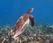Hawkbill turtle swimming on Makunudhoo, North Malé, Maldives. Image.
