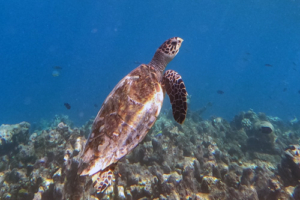 Yoda, hawksbill, adopted. Hawkbill turtle swimming on Makunudhoo, North Malé, Maldives. Image.