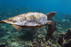 Shelly, hawksbill, adopted for Sean. Hawkbill turtle swimming on Makunudhoo, North Malé, Maldives. Image.