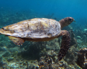 Hawkbill turtle swimming on Makunudhoo, North Malé, Maldives. Image.