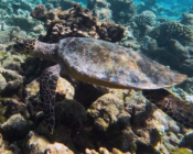 Hawkbill turtle, Makunudhoo, North Malé, Maldives. Image.