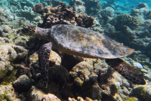 Jenni, hawksbill, adopted for Jenni by Jonathan Hawkbill turtle, Makunudhoo, North Malé, Maldives. Image.