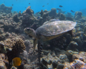 Hawkbill turtle, Makunudhoo, North Malé, Maldives. Image.