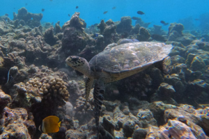 Jello, hawksbill, adopted by Rebecca. Hawkbill turtle, Makunudhoo, North Malé, Maldives. Image.