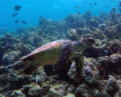 Hawkbill turtle, Makunudhoo, North Malé, Maldives. Image.