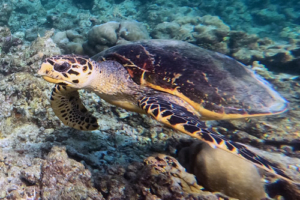Nona Tiplop, hawksbill, adopted for Nova & Oona by Zunabath Abdul Majid. Hawkbill turtle, Makunudhoo, North Malé, Maldives. Image.
